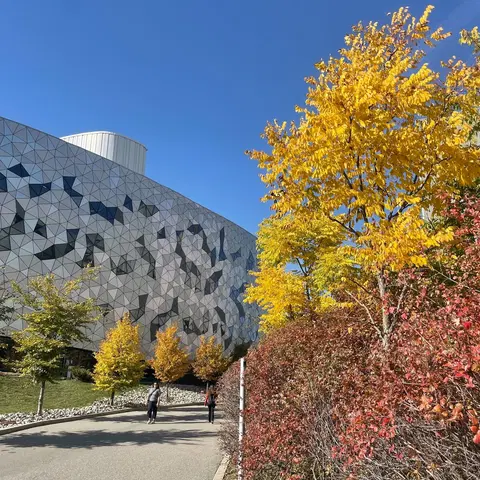 York University